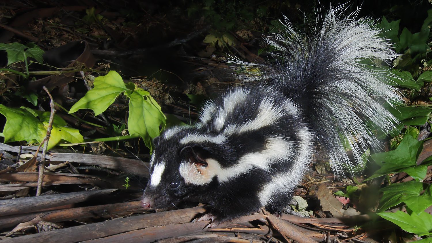 skunk walking on the forest floor