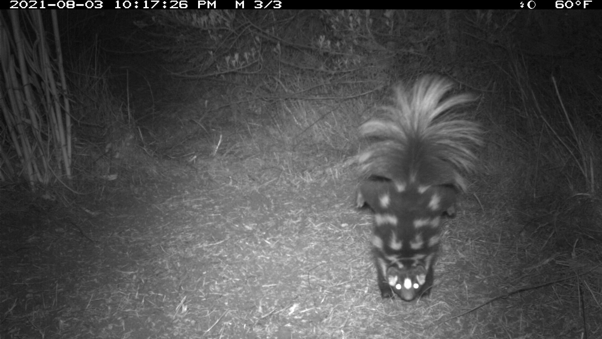 camera trap image of a small skunk doing a handstand