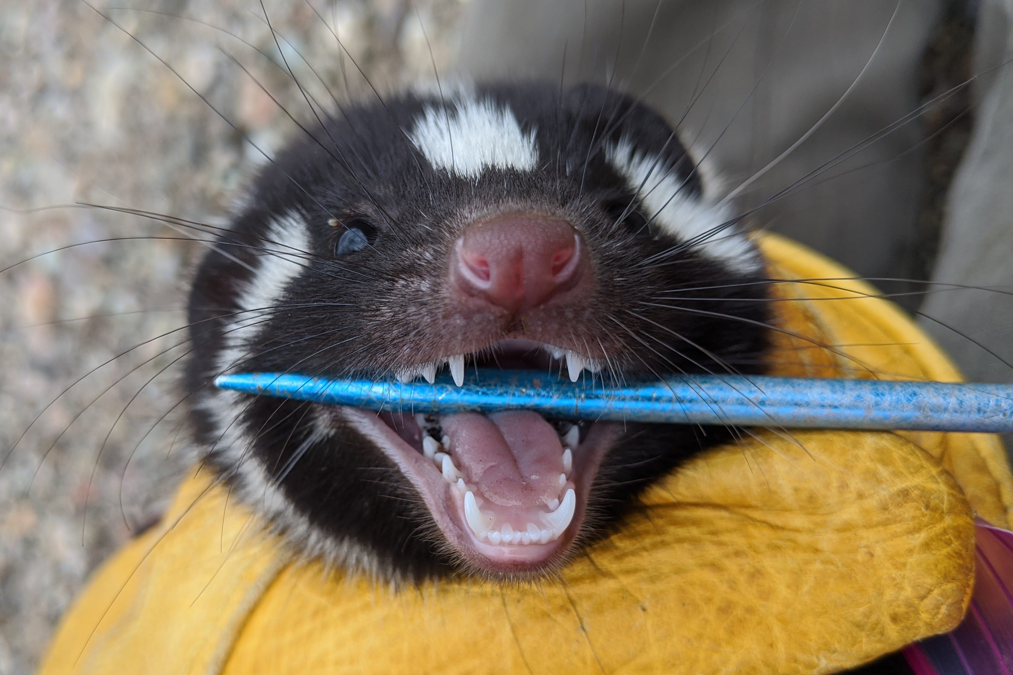 hand holding a skunk while opening it's mouth to see it's teeth