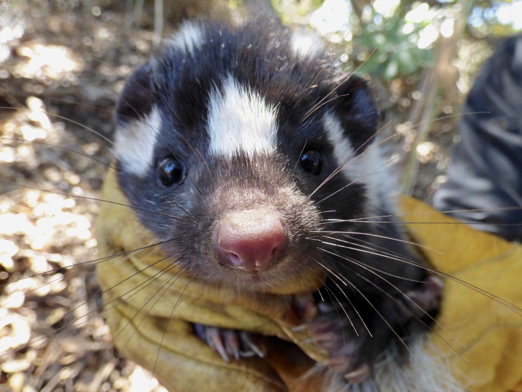 close up of a yellow gloved hand holding a skunk