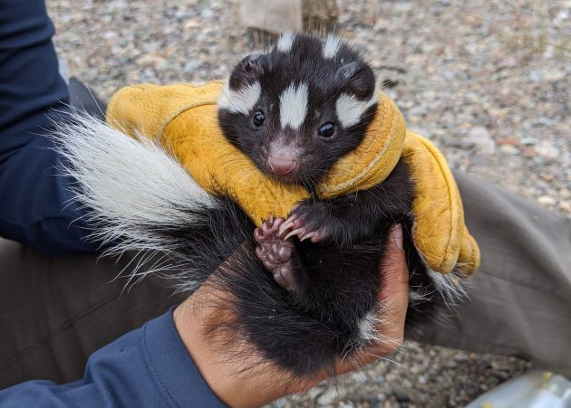 person wearing yellow gloves holding a small skunk