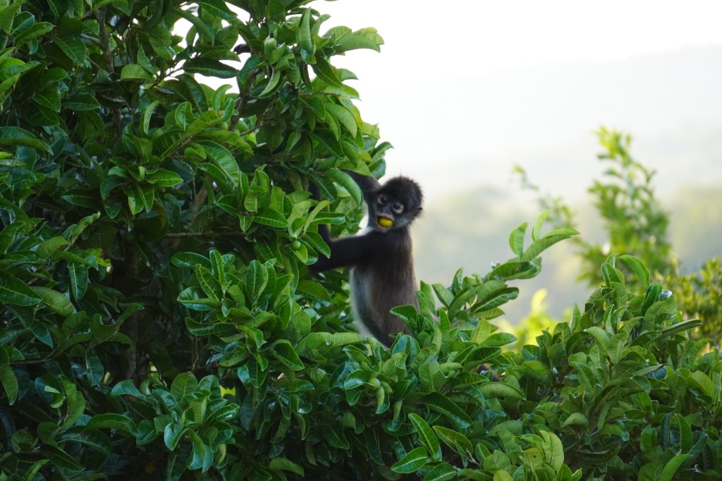 money in a tree with a yellow fruit in it's mouth