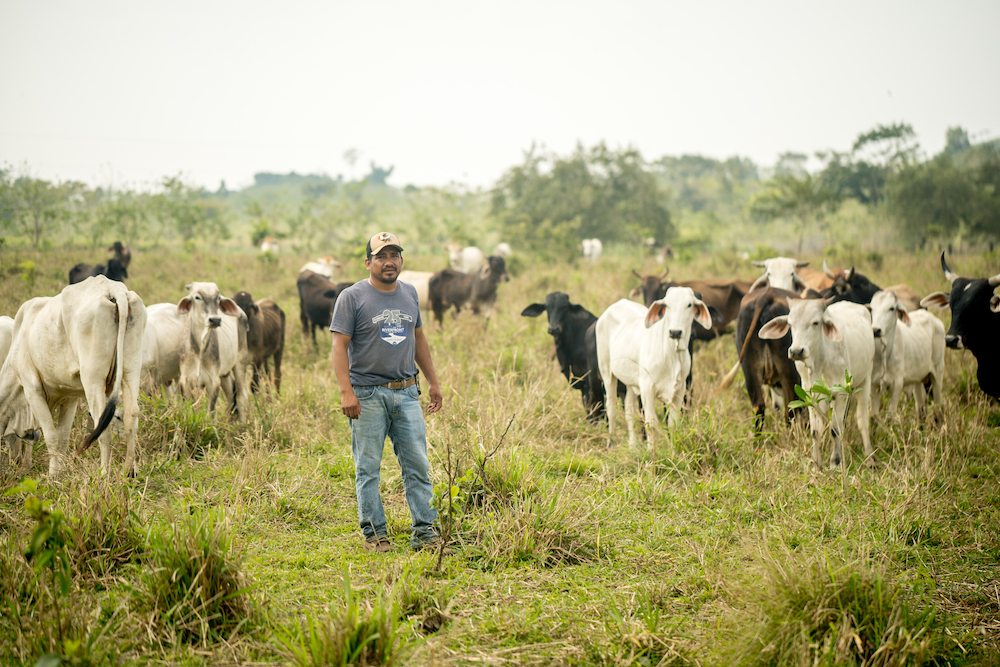 un hombre parado en un campo de hierba abierto rodeado de vacas