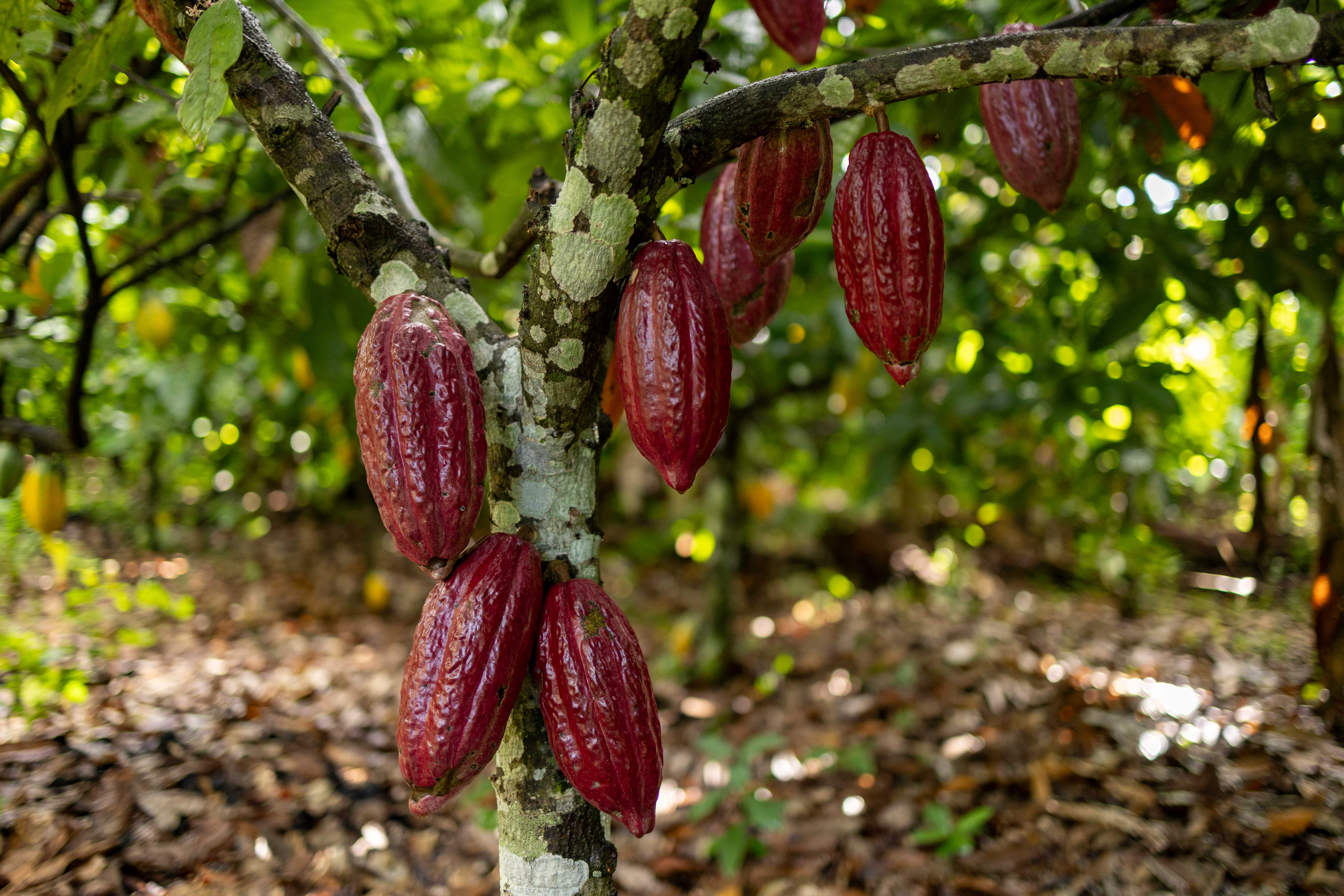 showing cacao growing on a tree before harvest