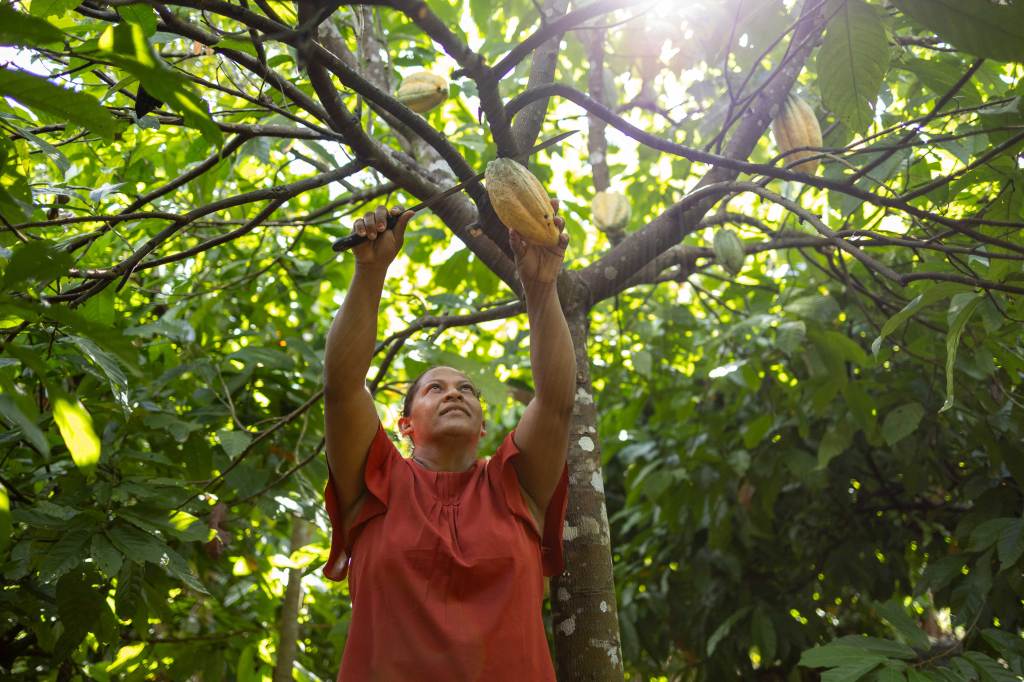 showing the process of cutting cacao from the tree with a machete