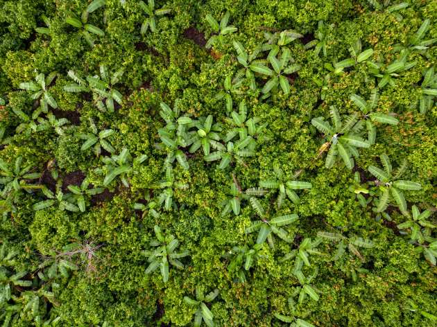 imagen que muestra una extensa cubierta arbórea después de la conversión a la agrosilvicultura