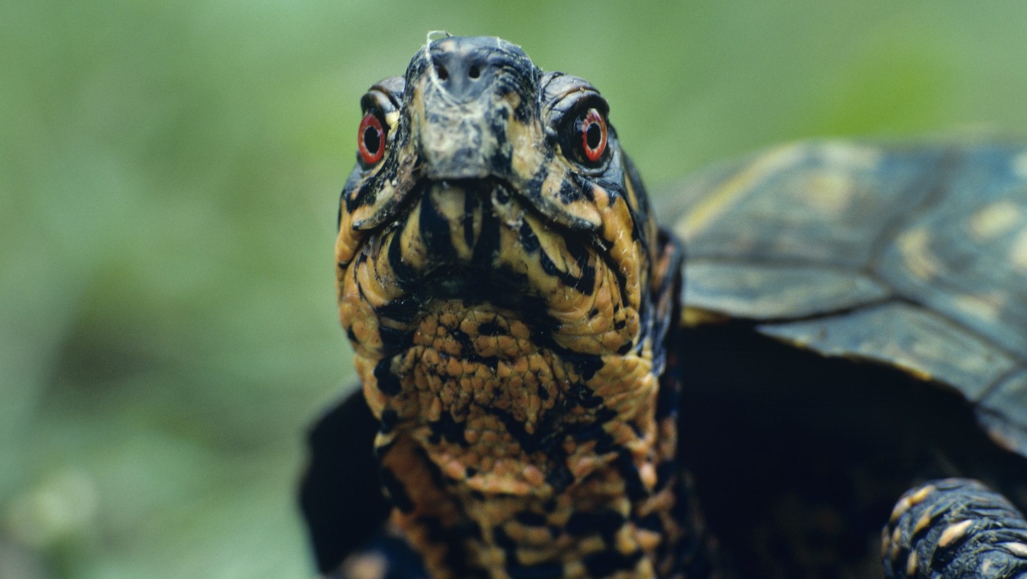 close up of a turtle with red eyes