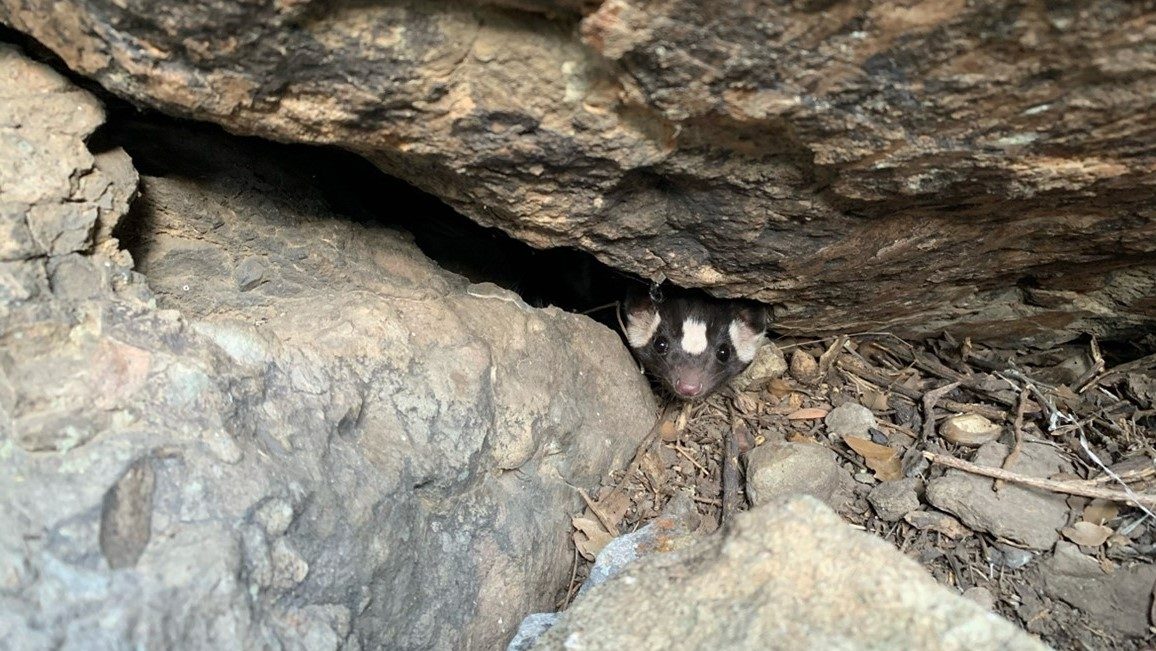 Skunk peeking out from a crack in some rocks