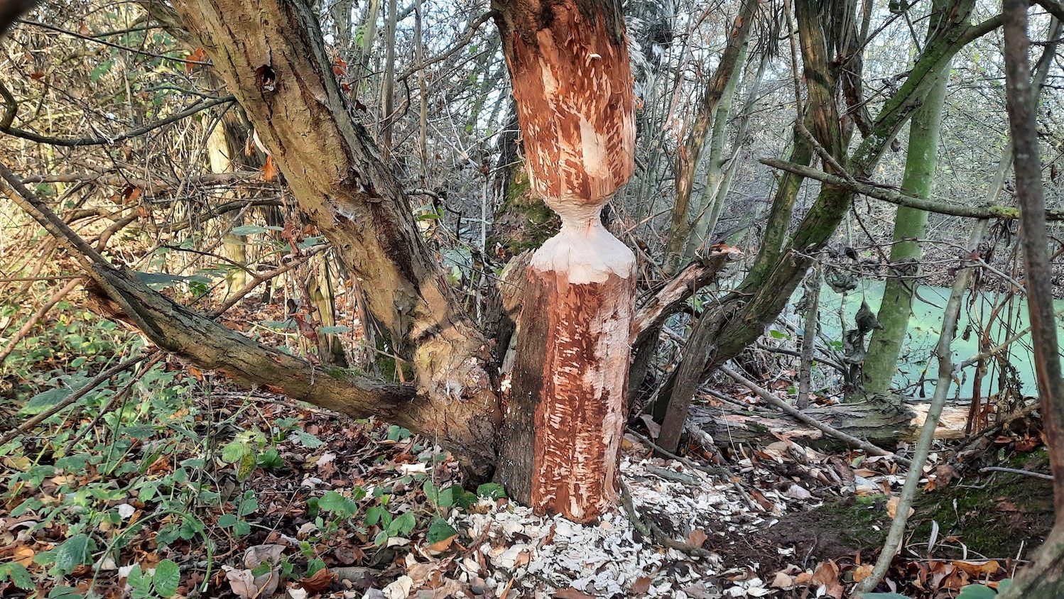 un árbol con marcas de masticación de castor cerca de la base