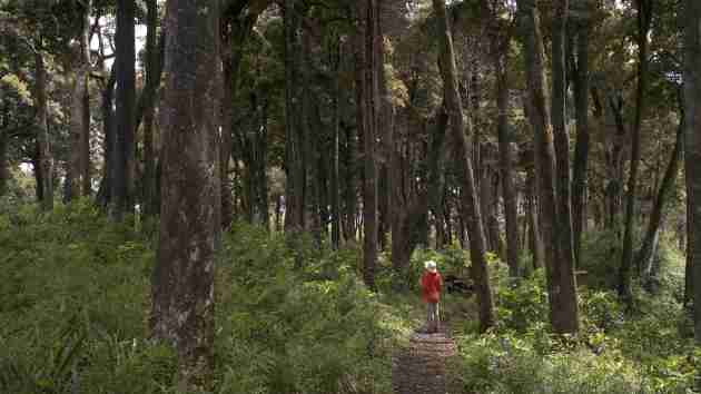 scientist exploring olivillo forest in Chile's Valdivian Coast Reserve