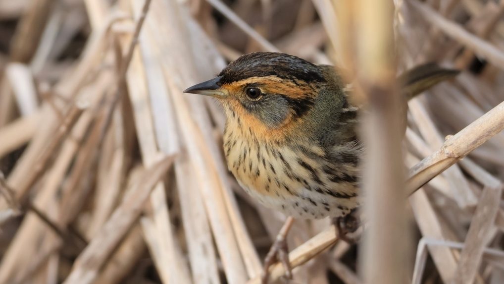 small bird with a russet and grey face hiding in vegetation