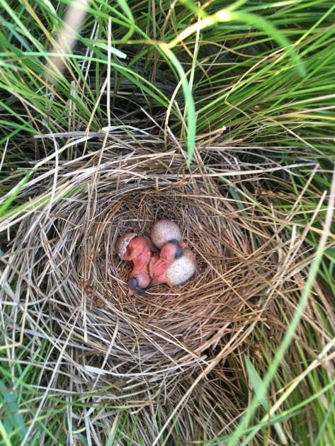 un pequeño nido de hierba de pantano con tres huevos y dos polluelos