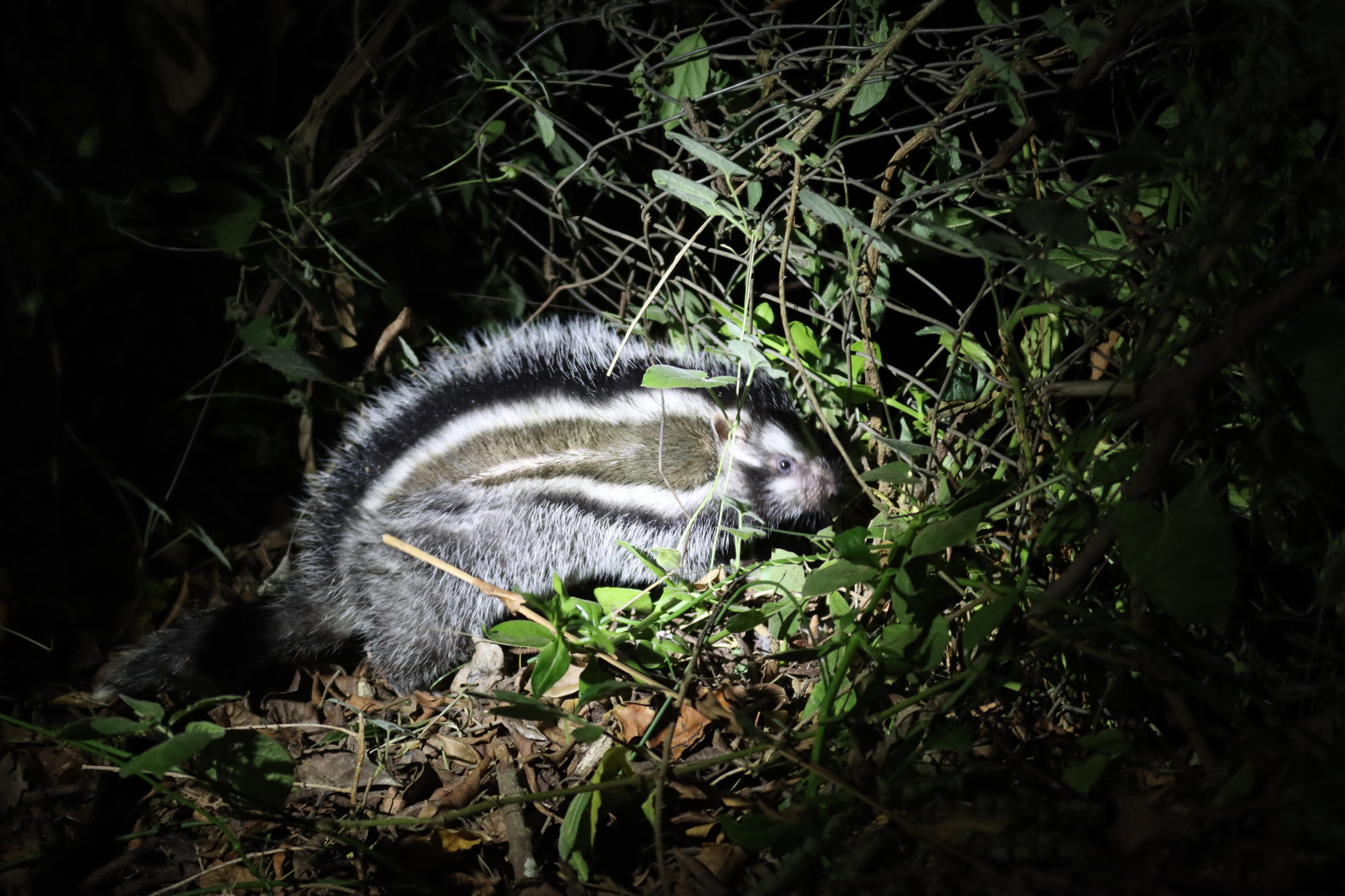 rat with black and white stripe in the beam of a flashlight