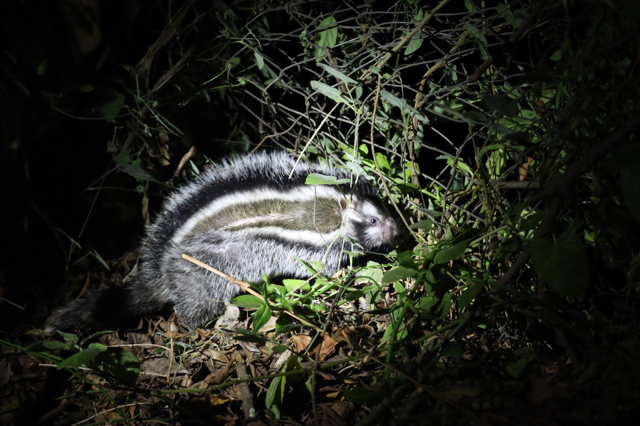 Crested Rats? Hairy Porcupines? 7 of the World's Coolest Rodents