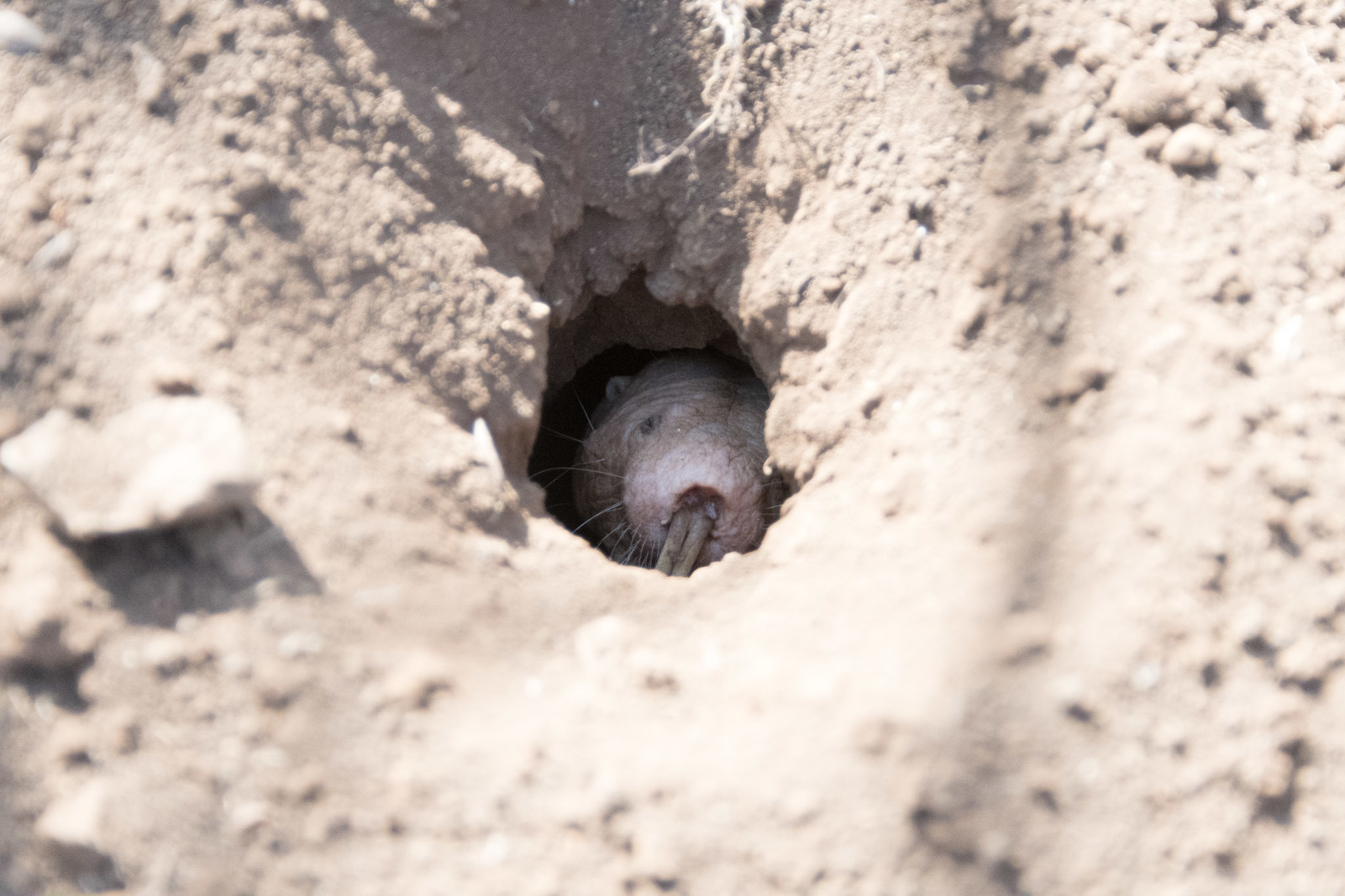 small naked rat peeking out of a burrow