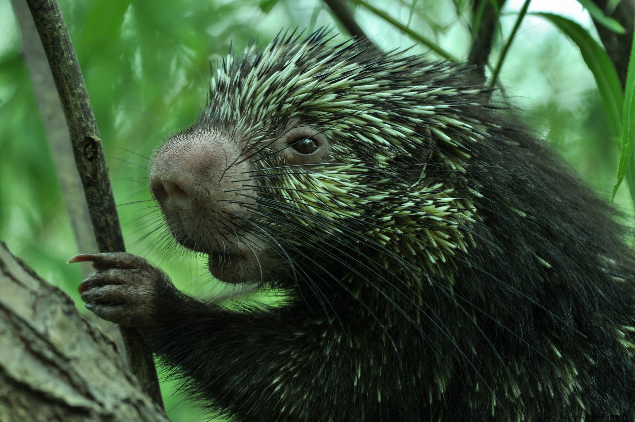 close up of a porcupine's face