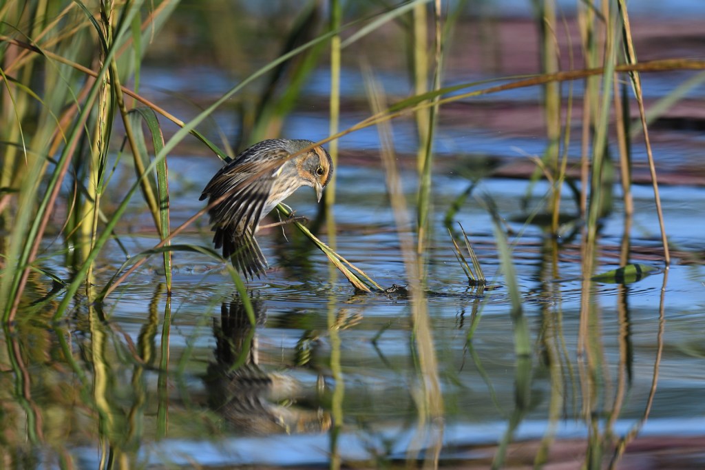 a small sparrow perched on a reed just above water level