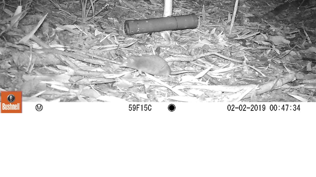 Long-nosed shrew opossum