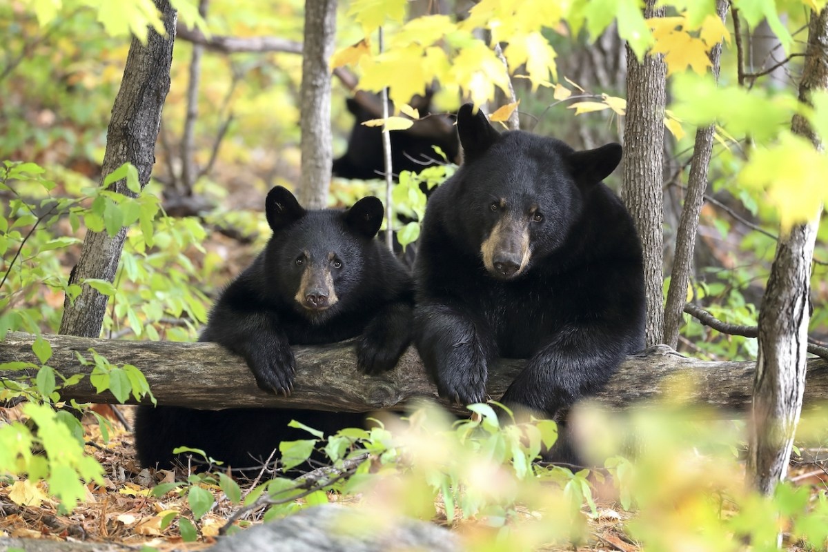 black bear mother and cub side by side in the woods