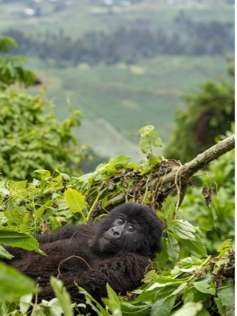 gorilla nestled in foliage