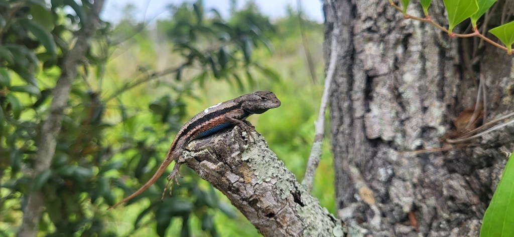 small brown lizard on a tree branch