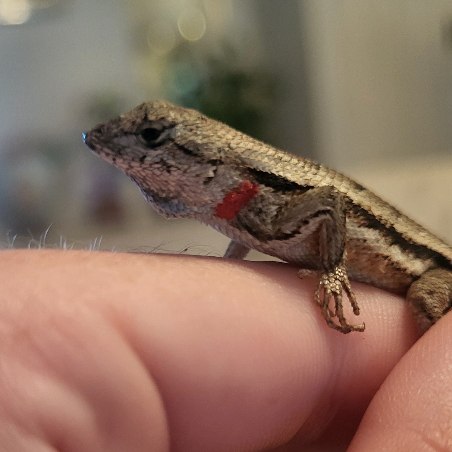 Un lagarto vivo con manchas de pintura roja detrás de las orejas.