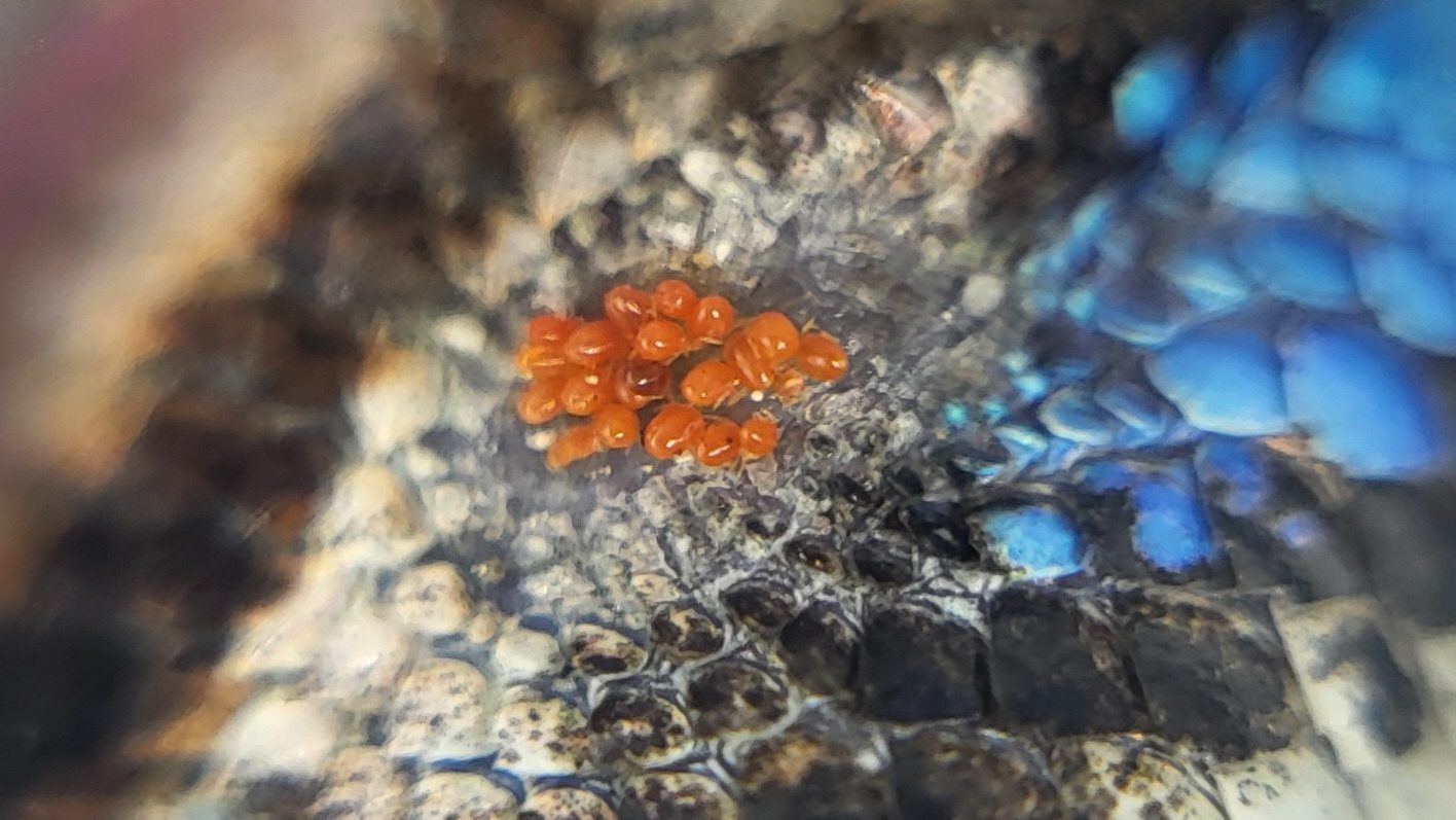 close up of blue and black lizard scales and a patch of red mites