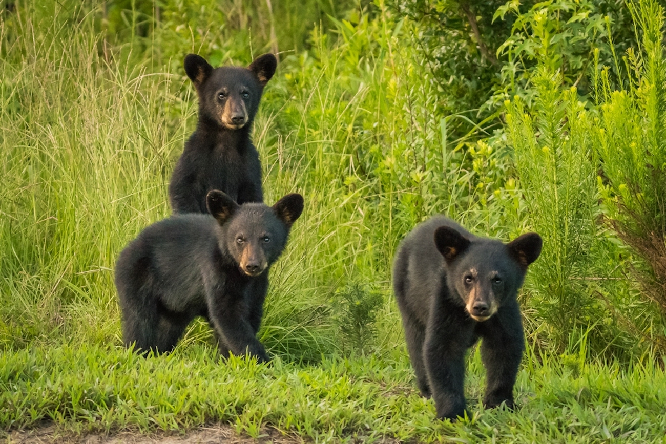 three small black bear subs in the grass looking at the camera