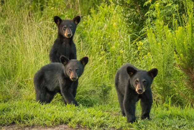 tres pequeños submarinos de oso negro en la hierba mirando a la cámara