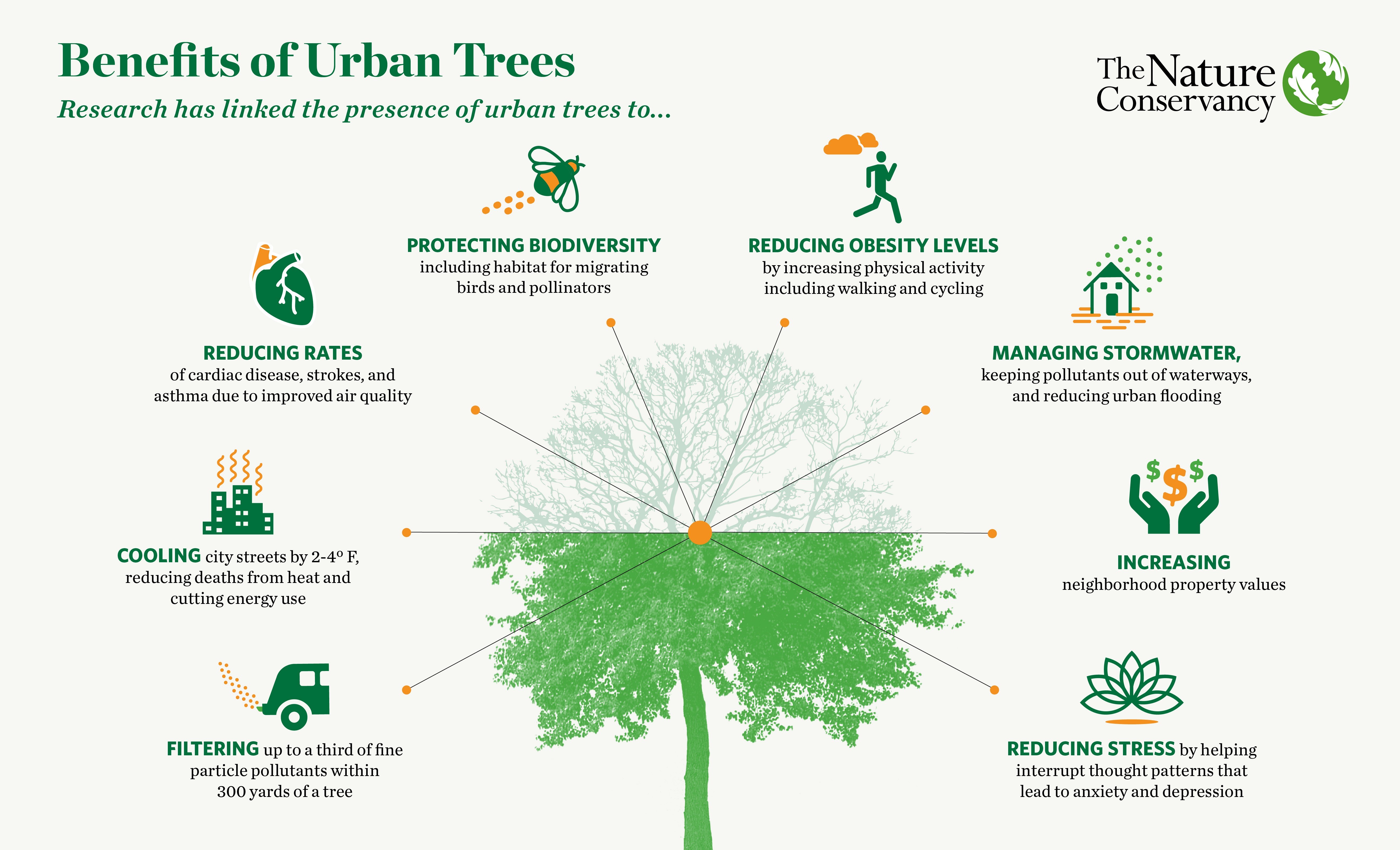 How Trees Can Help Fight Rising Heat in Arid Cities - Cool Green Science