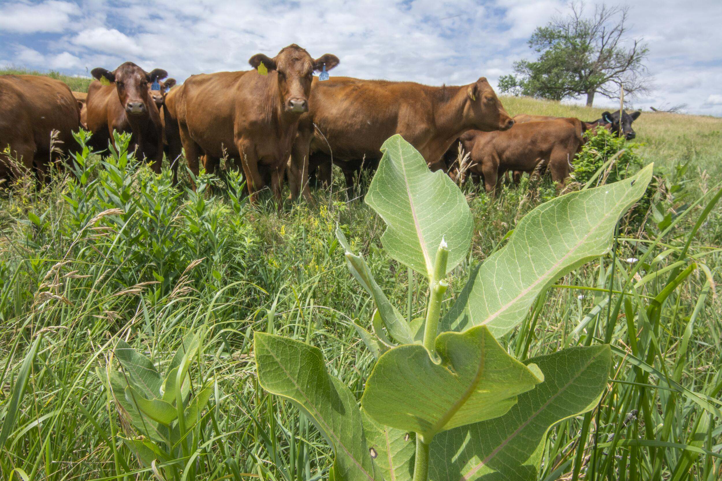 Conservation Science Cool Green Science Conservation Science Cool Green Science