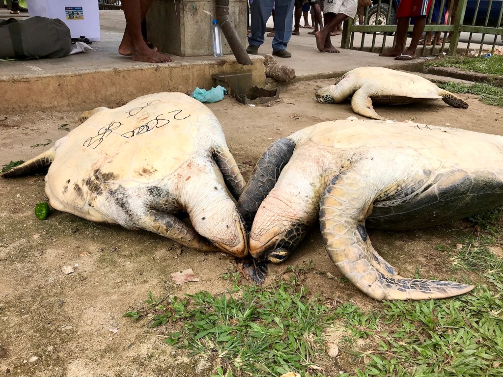 two sea turtles on their backs in a local market