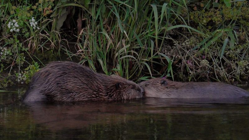 Bringing Beavers Back to Britain - Cool Green Science