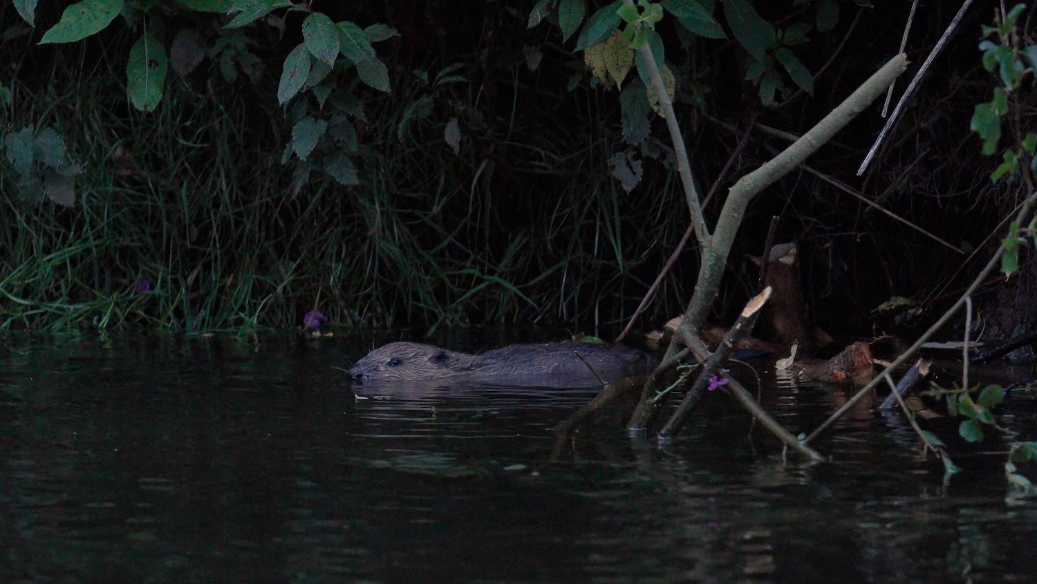 small beaver poking it's head above the surface