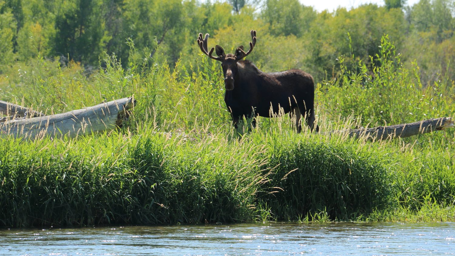 alces de pie en la orilla del río