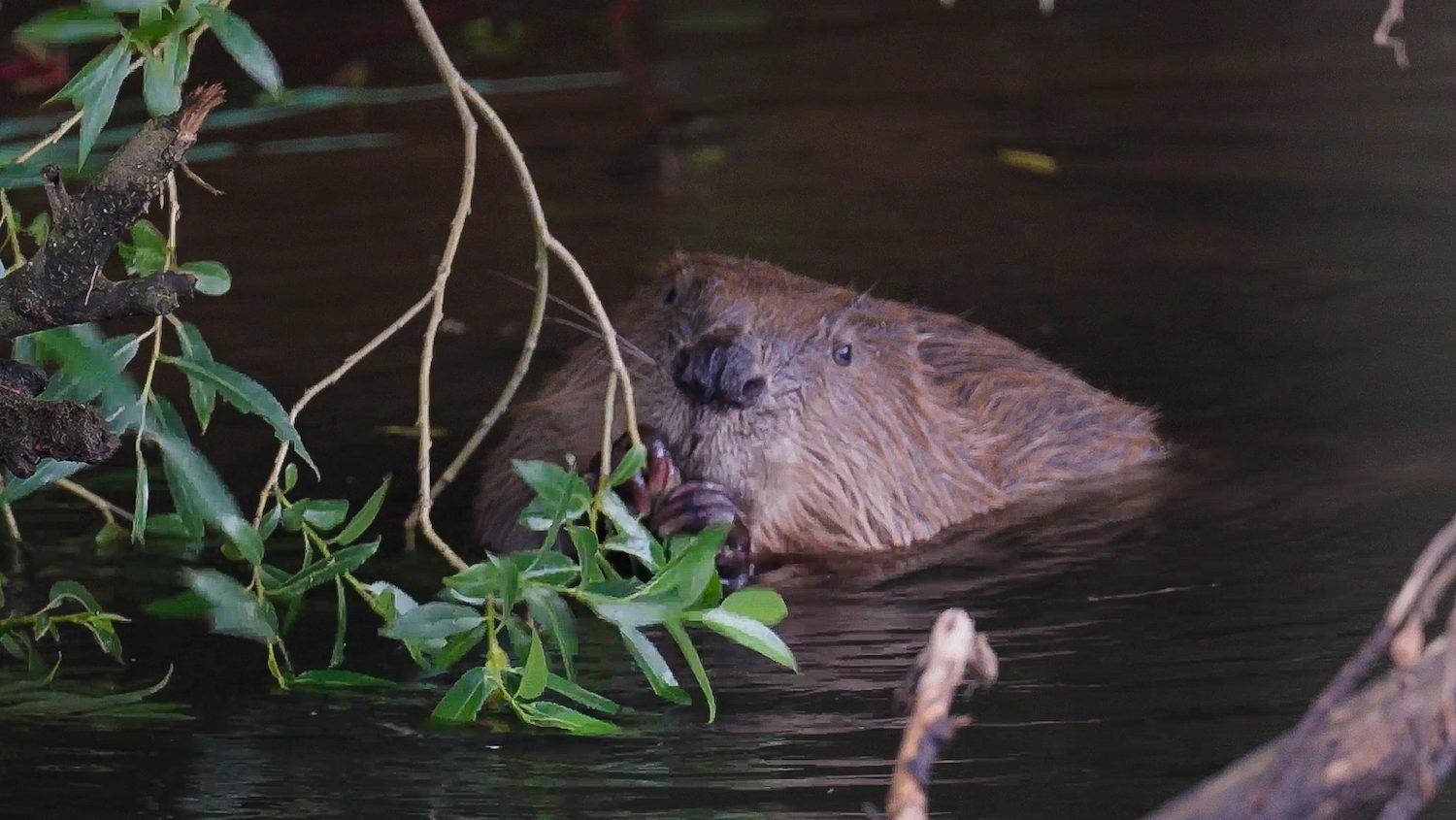 beaver half submerged chewing leaves