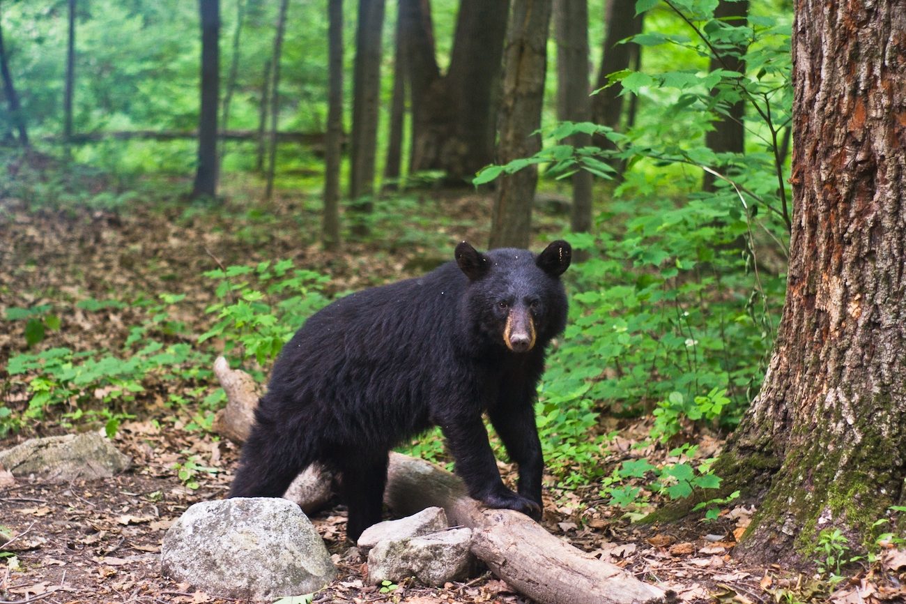 black bear on a log looking at the camera