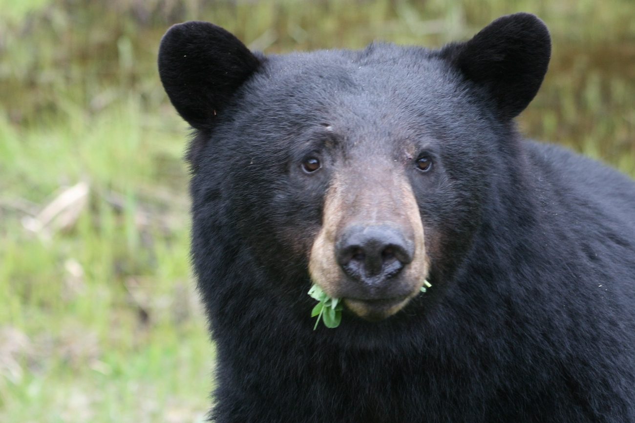 close up of a bear with leaves in it's mouth