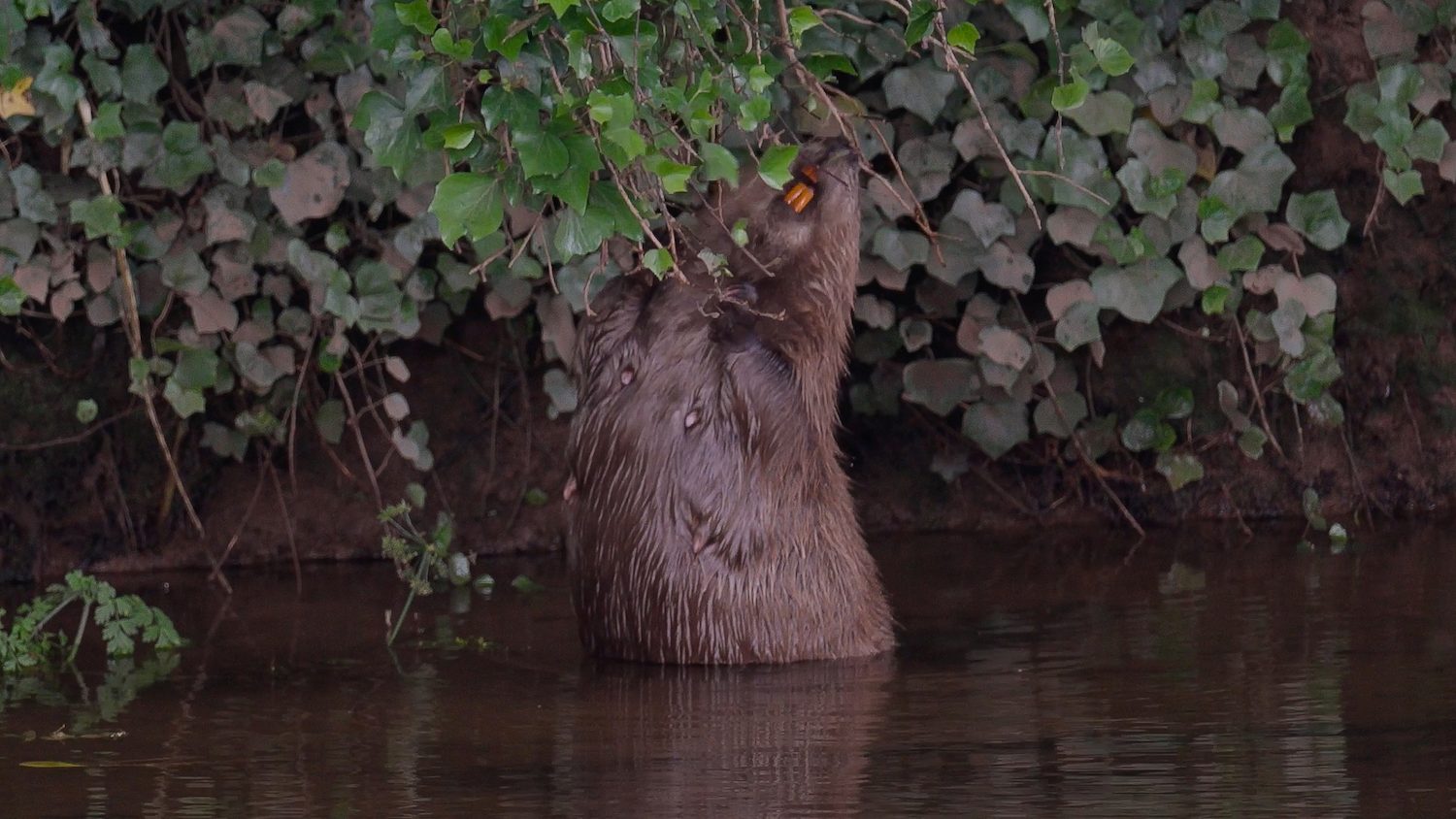 beaver reaching for branches with orange teeth visible