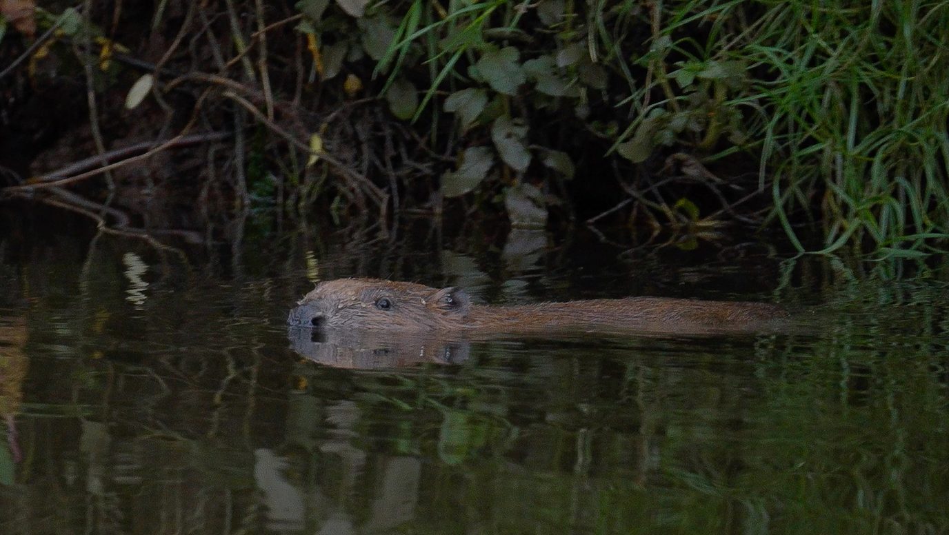 un castor nada en el agua