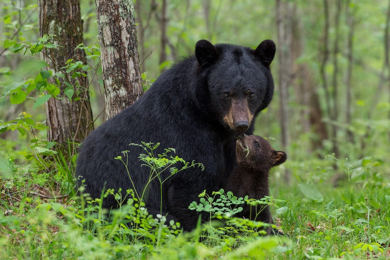 mother bear and a very small cub nuzzling one another