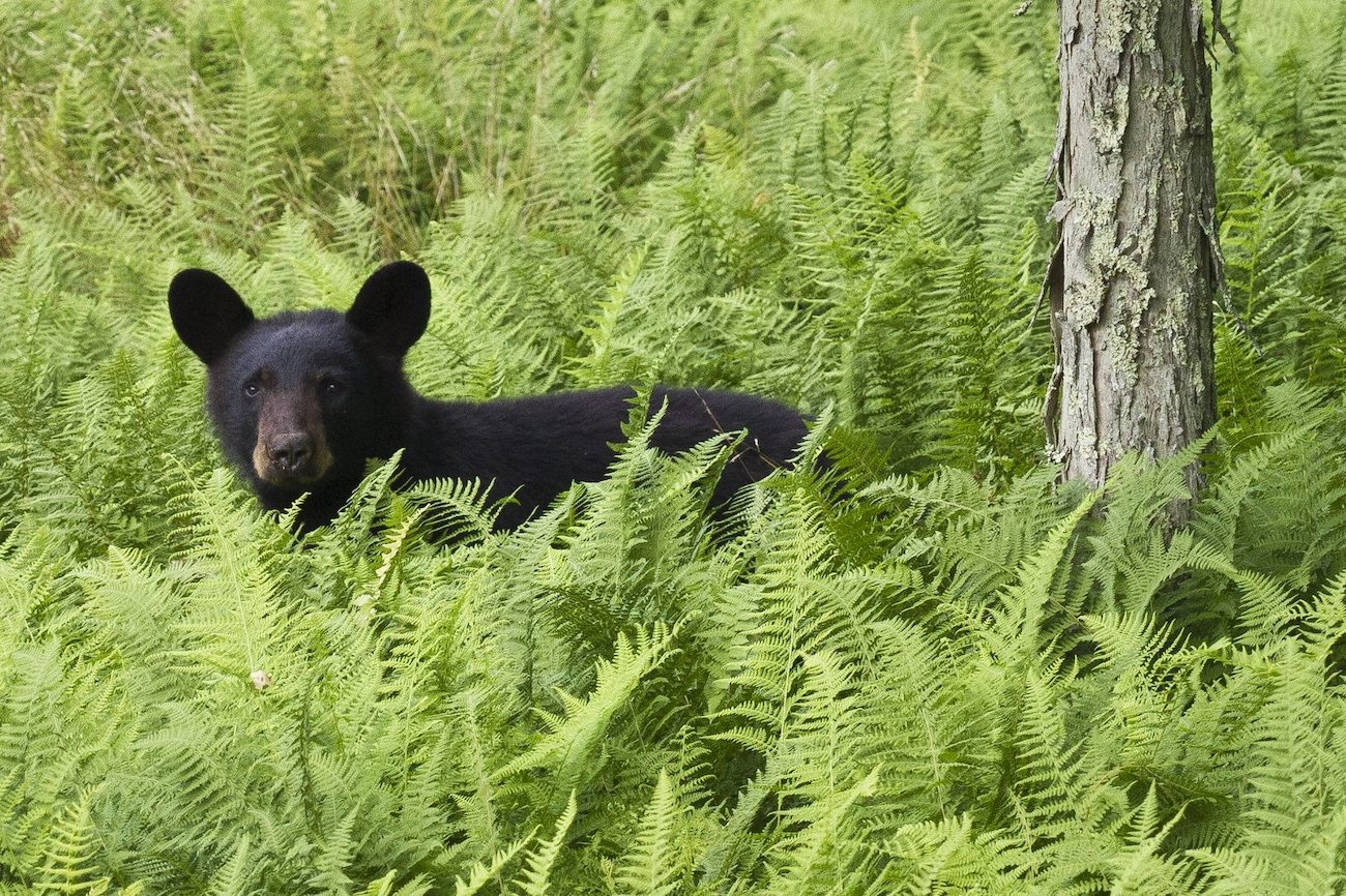 small bear hiding in the ferns