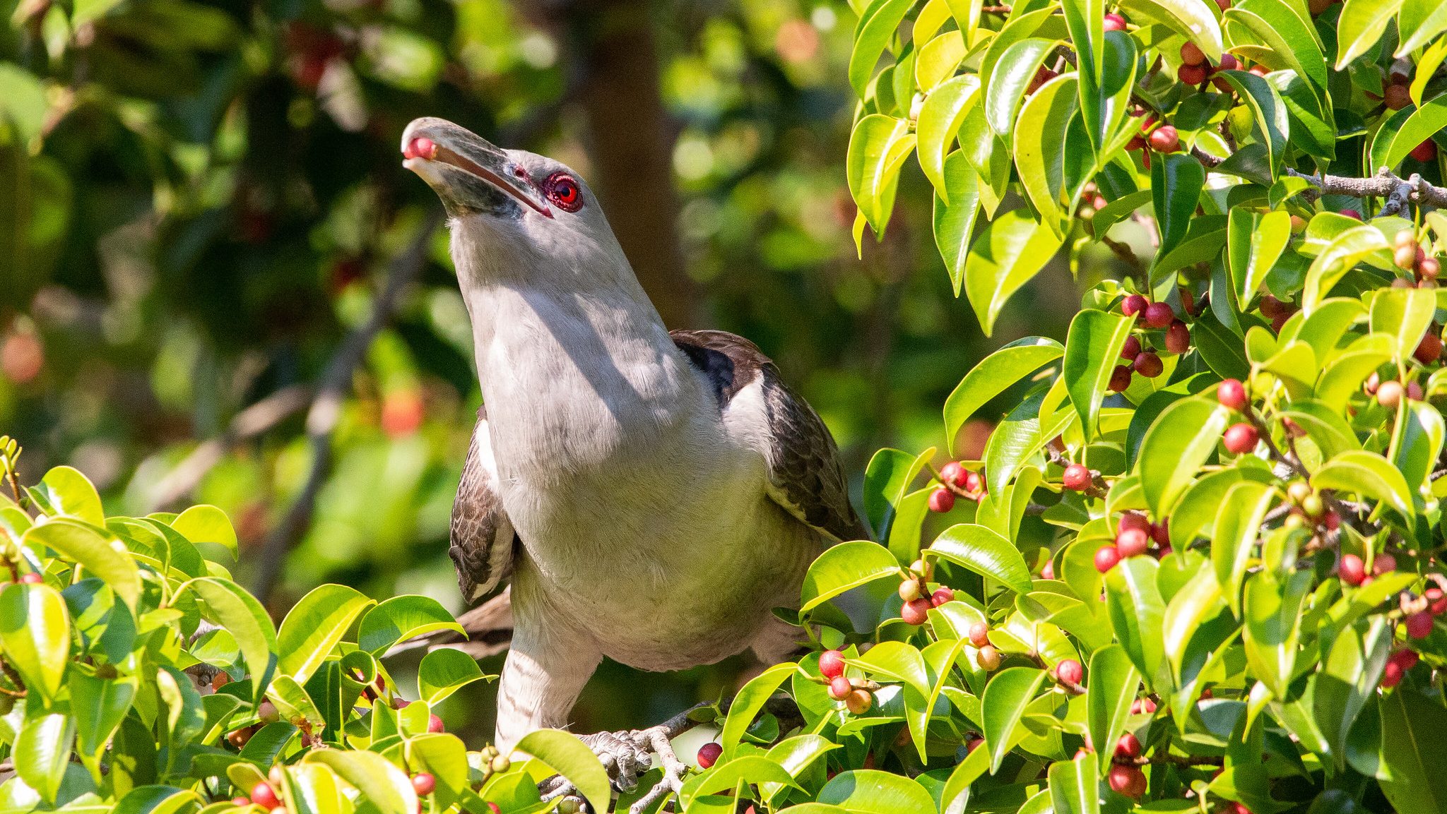 A cuckoo perched in a tree with lots of red fruit, and the bird has a fruit in it's mouth. 