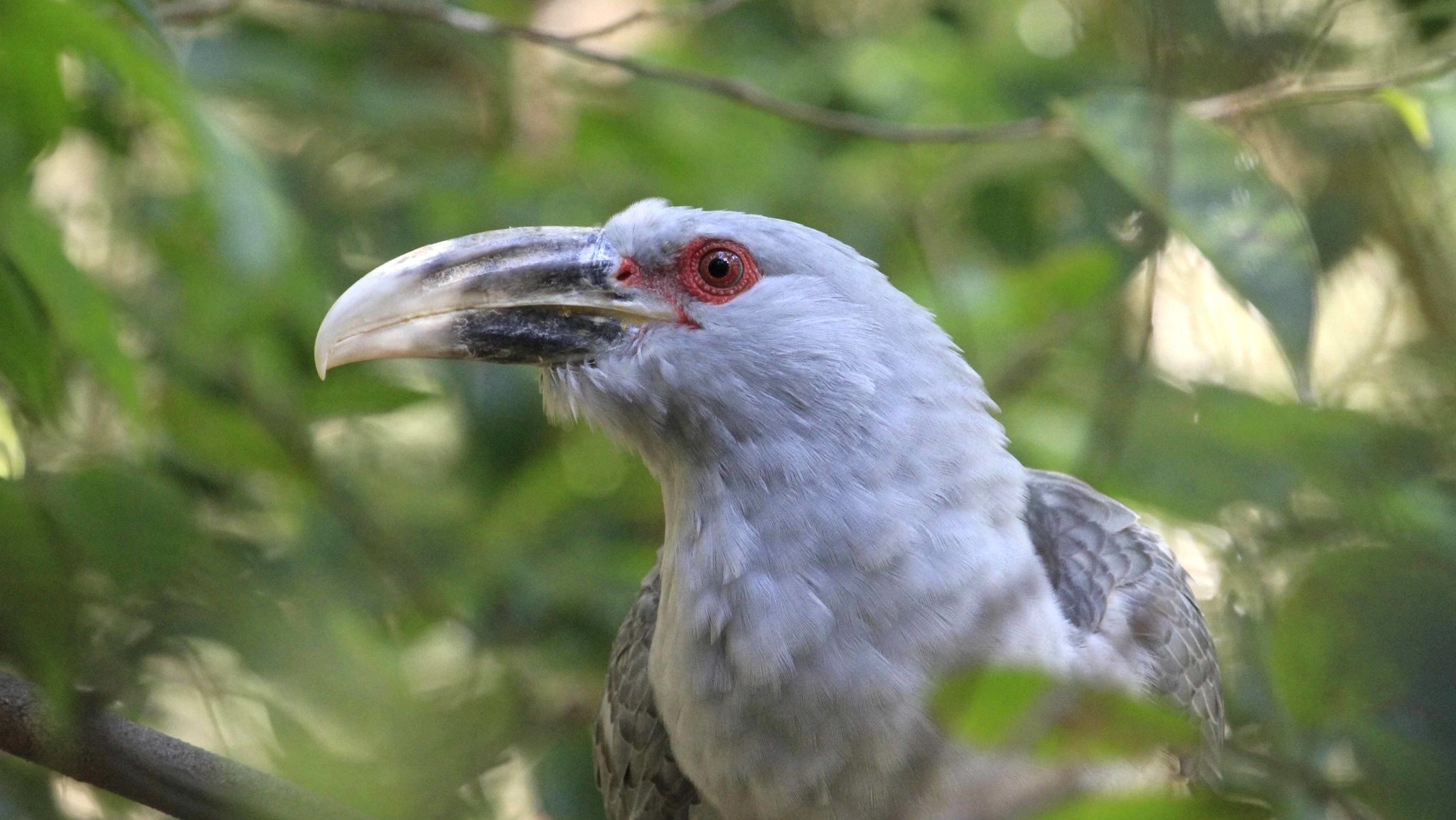 large grey bird with a red eye and bone-colored beak