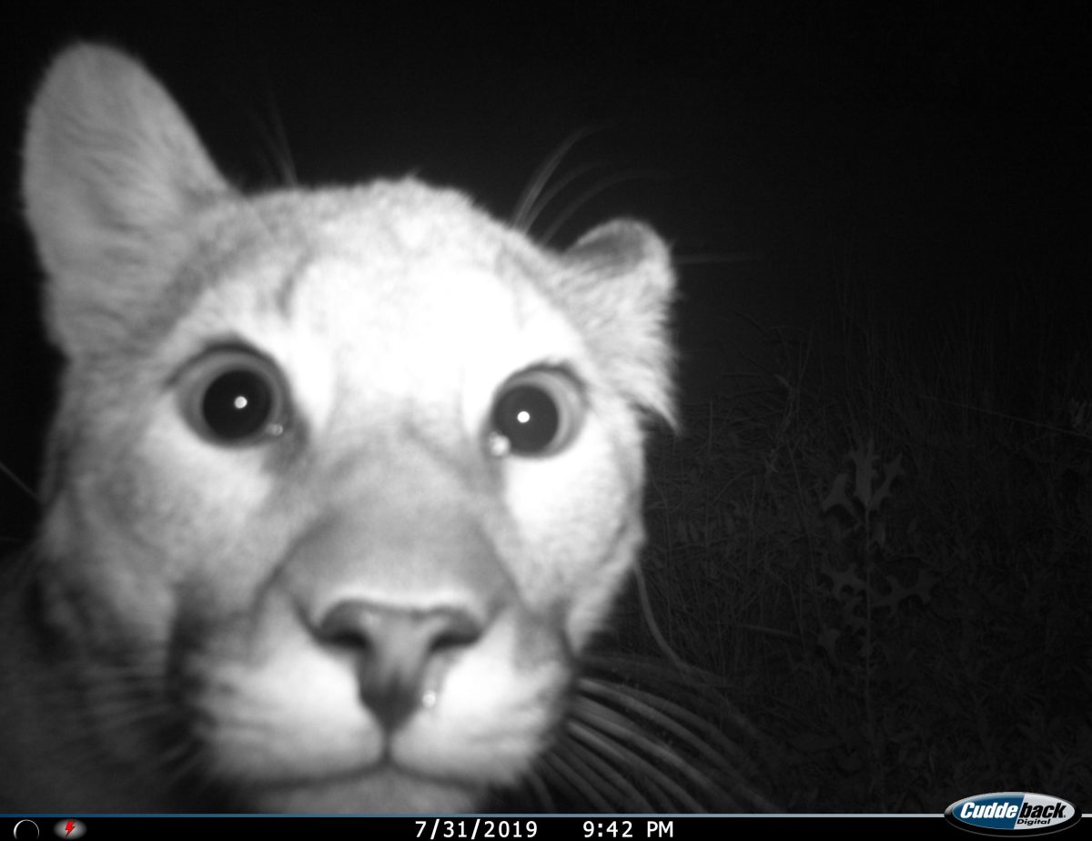 black and white image of a mountain lion staring into a camera trap