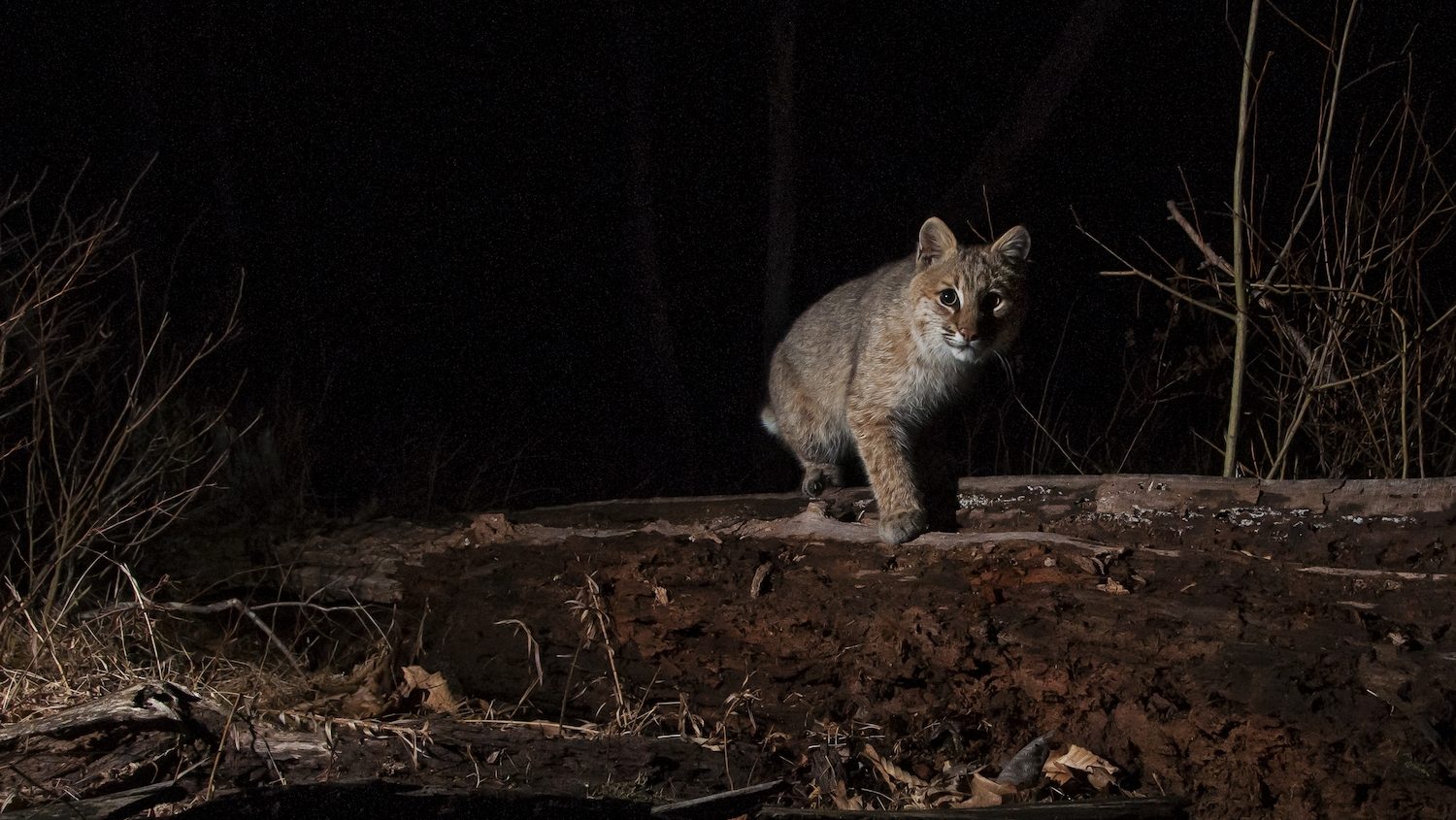 Bobcat camina hacia la cámara por la noche.