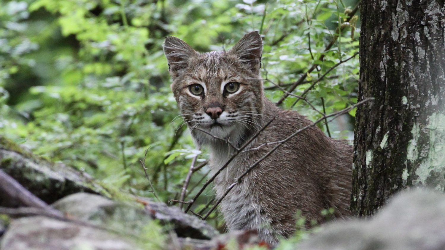 bobcat crouching in foliage