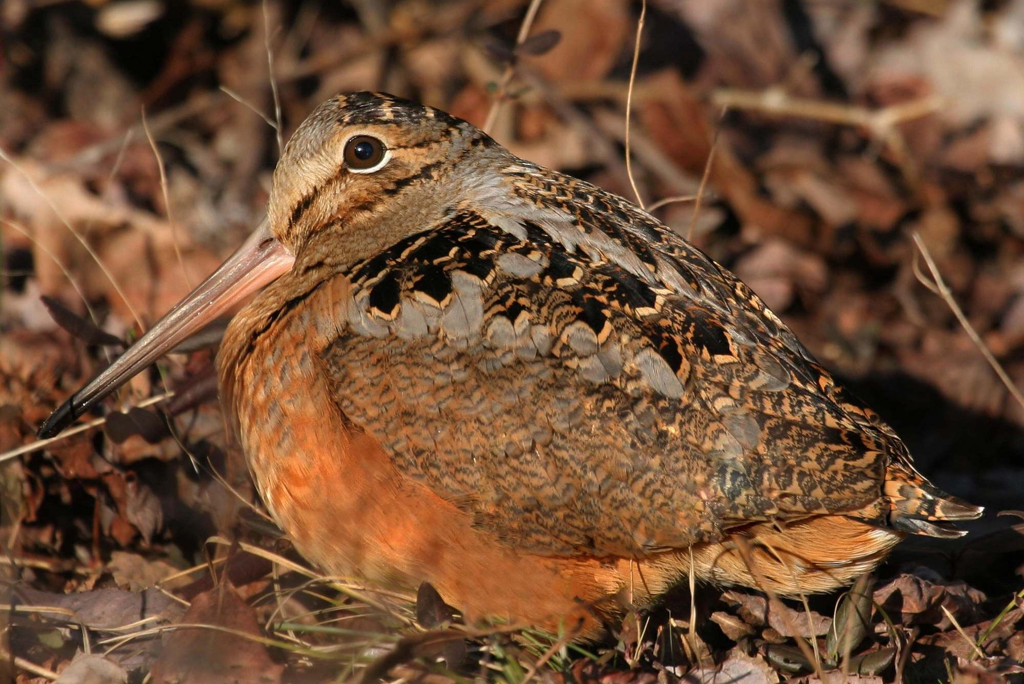 brown mottled bird on the ground