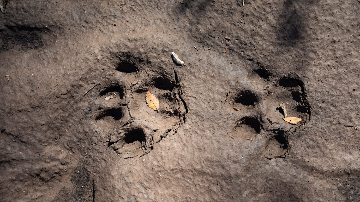 puma tracks in dried mud