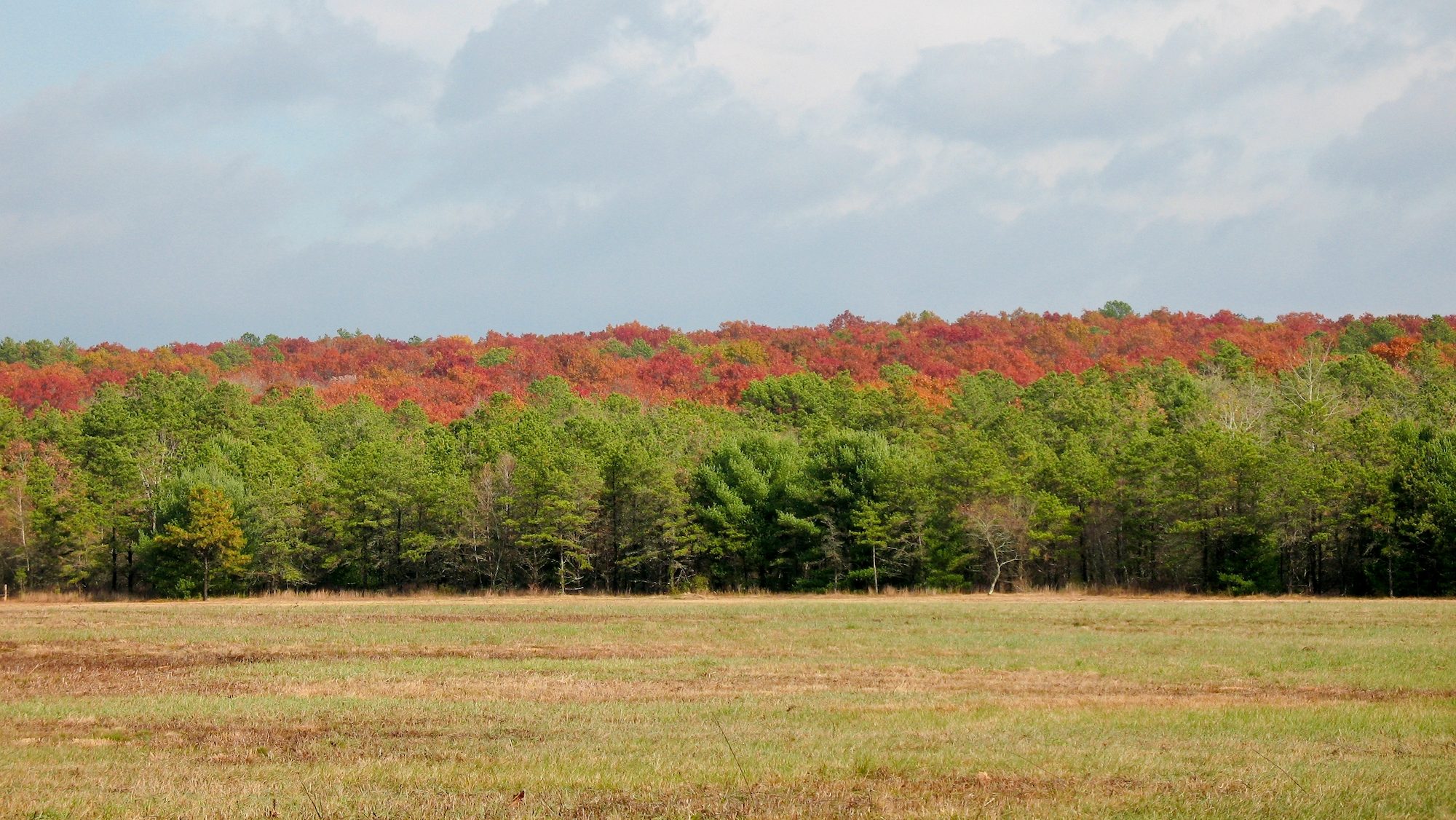 view of fields and woods